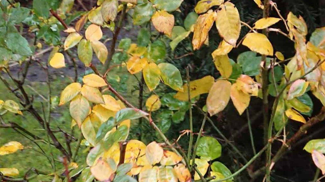 My Outdoor Plant Leaves Turn Yellow Here Are The Reasons